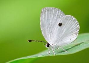 一點灰蝶 一點灰蝶