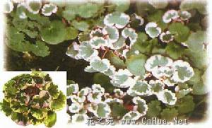 斑葉虎耳草 斑葉虎耳草