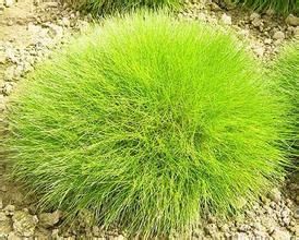 單性苔草 單性苔草