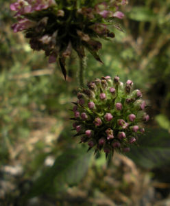 中華續斷子 中華續斷子