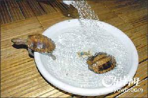 另類寵物：別拿烏龜不當動物(組圖)