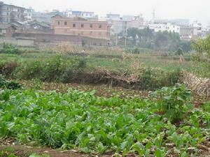 城關五村的耕地