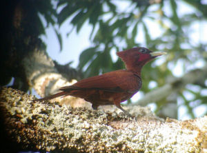 鱗胸啄木鳥 鱗胸啄木鳥