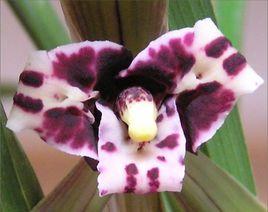 大龍胭脂 大龍胭脂