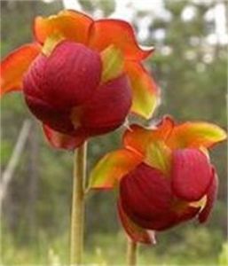 延長狸藻 延長狸藻