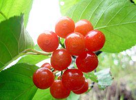 魯甸小寨櫻桃 魯甸小寨櫻桃