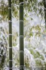 《雪夜看竹》 《雪夜看竹》