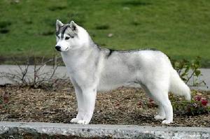西伯利亞哈士奇雪橇犬