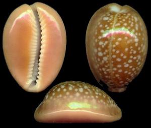 神父寶螺 神父寶螺