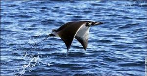 F-6 天光 "skyray"墨西哥灣魔鬼鰩躍出水面如同一架滑翔機