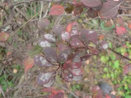 紫葉小檗白粉病 紫葉小檗白粉病