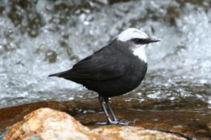 白頂河烏 白頂河烏