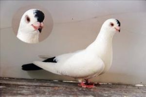 北京點子 北京點子