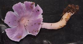 萊威林濕皮傘 萊威林濕皮傘