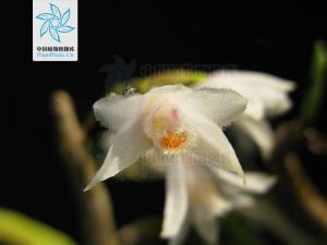 具槽石斛 具槽石斛