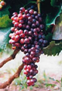 寶石無核 寶石無核