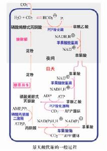 景天酸代謝途徑 景天酸代謝途徑