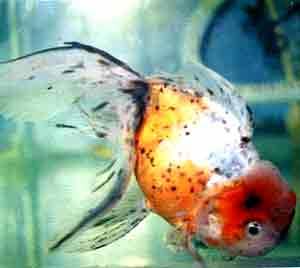 五花帽子頭 五花帽子頭