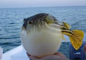 河豚[哺乳綱淡水豚科動物]