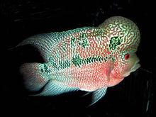 馬騮[羅漢魚的一種]