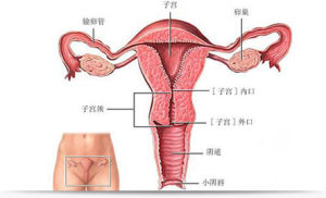 子宮小