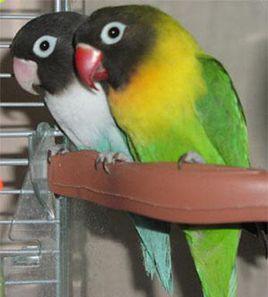 面罩情侶鸚鵡 面罩情侶鸚鵡