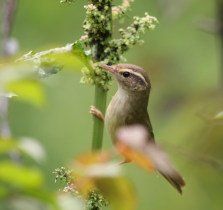 草長鶯飛 草長鶯飛