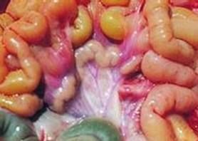 腸腎蟲屬 腸腎蟲屬