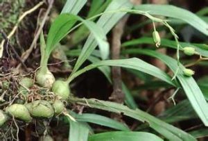 柄葉羊耳蒜 柄葉羊耳蒜