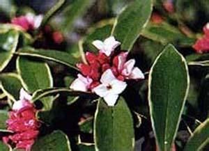 毛細花瑞香 毛細花瑞香