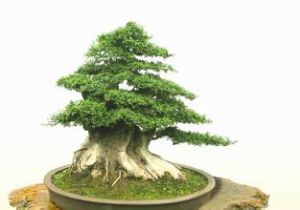 植物活化石 植物活化石