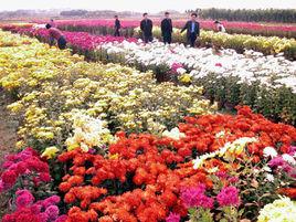 農業產業化花卉基地 農業產業化花卉基地