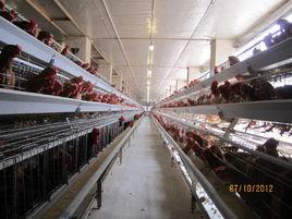 養雞設備 養雞設備