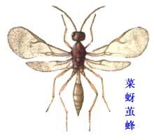 菜蚜繭蜂 菜蚜繭蜂