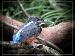 （圖）斑頭大翠鳥