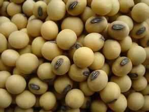 張豆1號 張豆1號