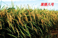 黑粳8 黑粳8