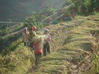 正在收稻穀的農民