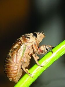 金蟬[動物名稱]