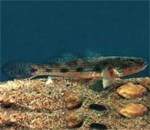 布氏舌鰕虎魚 布氏舌鰕虎魚