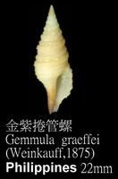 金紫卷管螺 金紫卷管螺