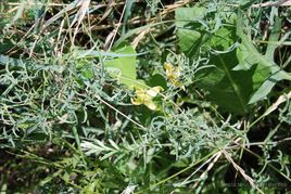 長藥裂葉鐵線蓮 長藥裂葉鐵線蓮