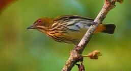 黃臀啄花鳥 黃臀啄花鳥