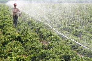岳村鄉[河南省焦作市溫縣岳村鄉]