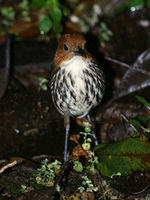 赭紋蟻鶇 赭紋蟻鶇