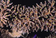 棘鹿角珊瑚