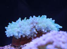 櫻蕾篷錐海葵