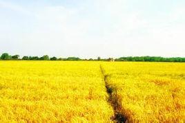 農村土地使用權轉讓 農村土地使用權轉讓