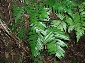 長柄觀音座蓮 長柄觀音座蓮