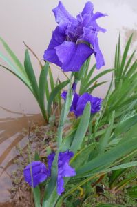 鳶尾[鳶尾類植物]